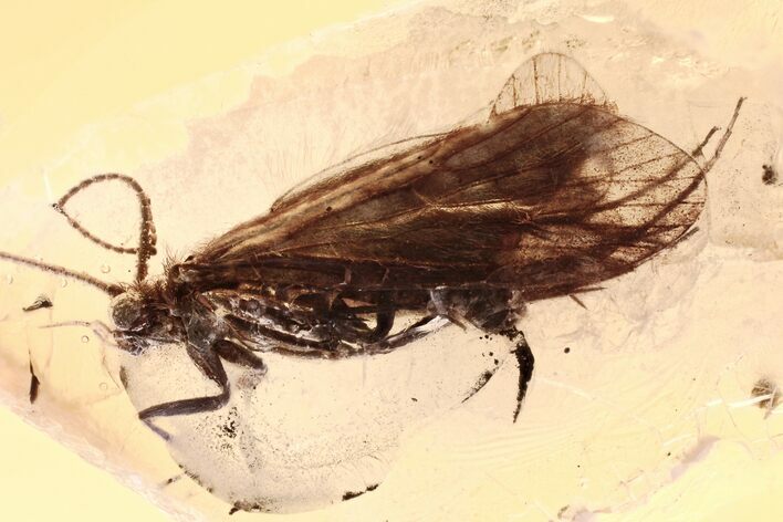 Detailed Fossil Caddisfly (Trichoptera) In Baltic Amber #315388